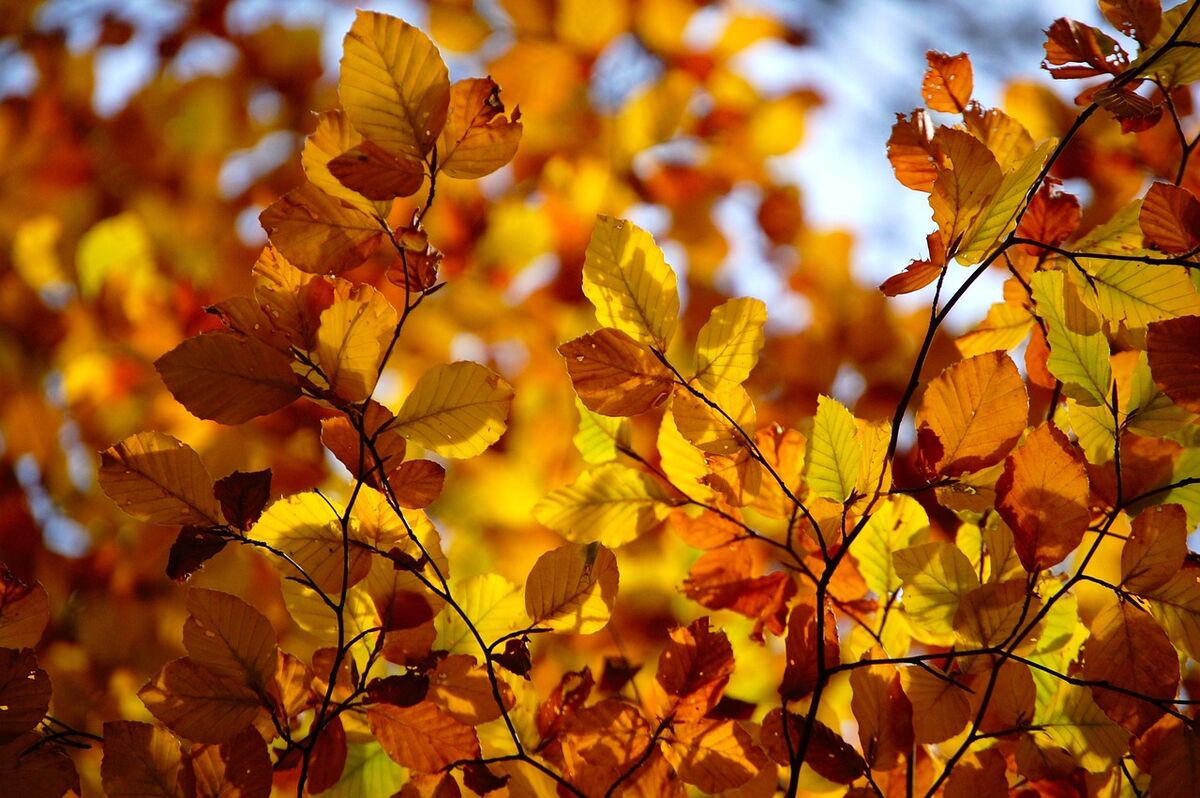 leaves 3591919 1280